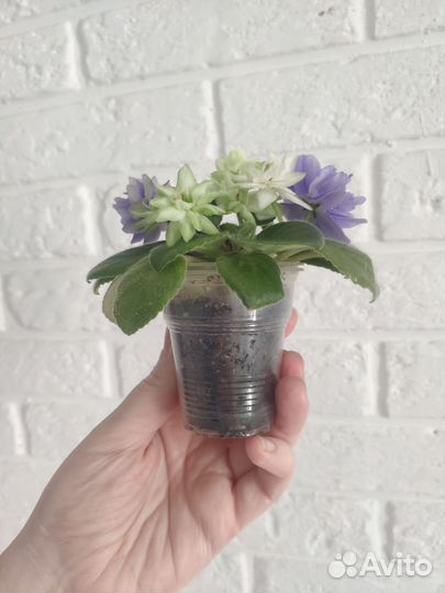 Фиалка мини