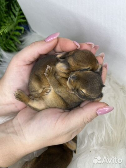 Кролик миленький ручной