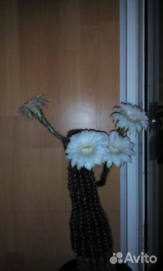 Продаю кактус, авокадо