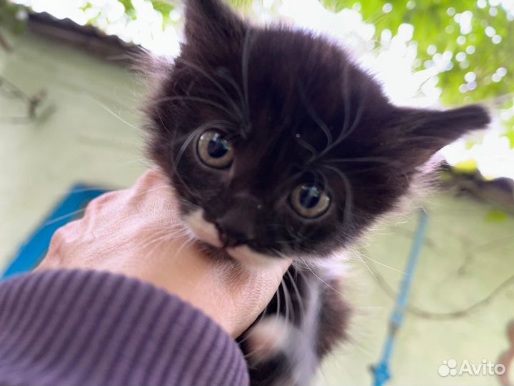 Отдам котенка в добрые руки