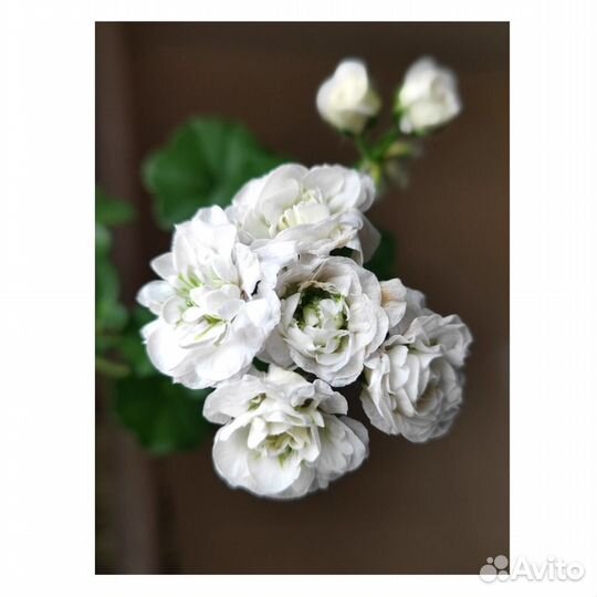 Плющелистная пеларгония, герань 3 сорта