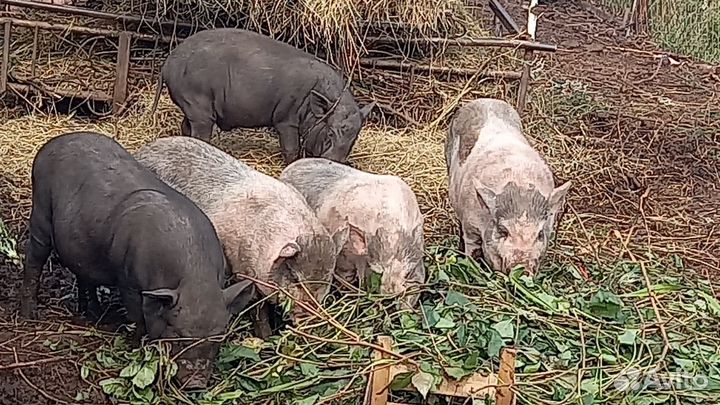 Поросята вьетнамский вислобрюх