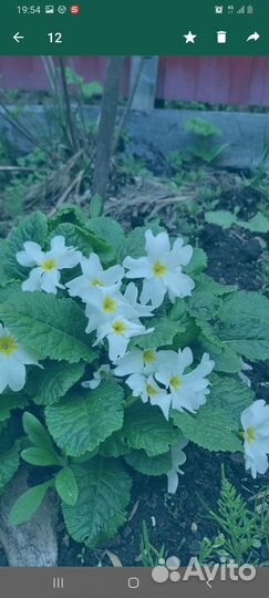 Многолетняя рассада Примула,маргаритки махроаые