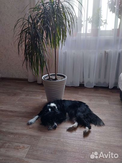 Отдам в добрые руки