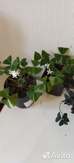 Кислица (Оксалис) зеленая