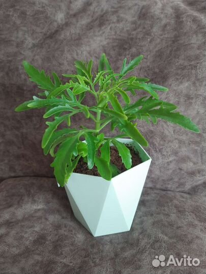 Платицериум(оленьи рога), глоксиния