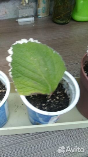 Вариегатный плектрантус или мята комнатная