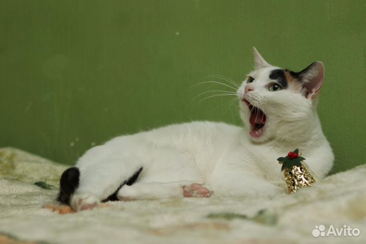 Белоснежная Кошечка в дар