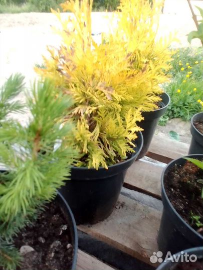 Саженцы хвойных