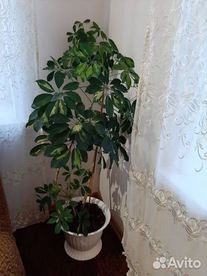 Шефлера,фикусы