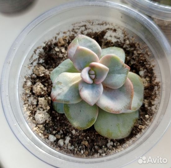 Суккуленты