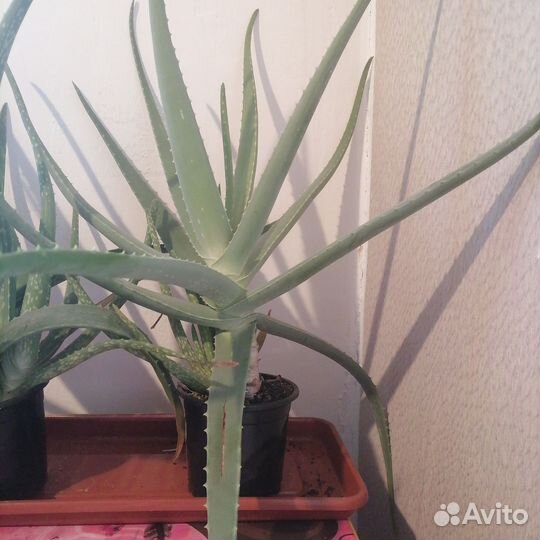 Алоэ вера лечебный