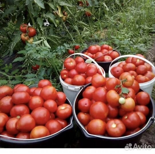 Помидоры