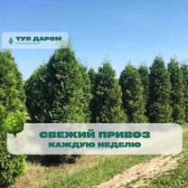 Купить садовые растения 🌻 в Ленинградской области
