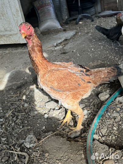 Бойцовые куры