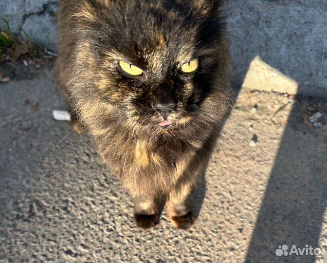 Кошка в добрые руки