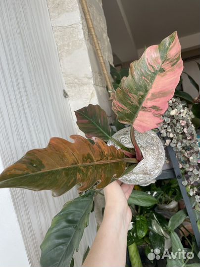 Филодендрон Карамель Марбл