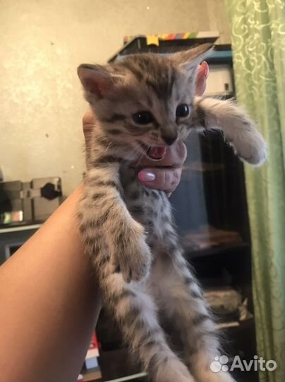 Британские котята