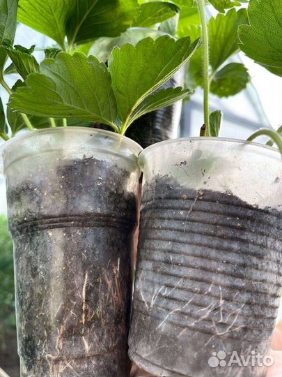 Рассада клубники