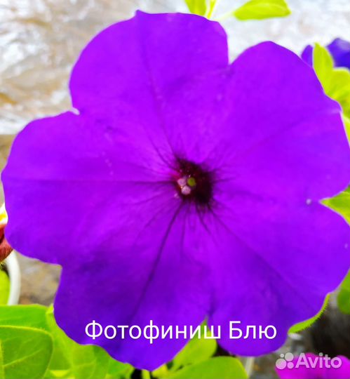 Ампельная петуния