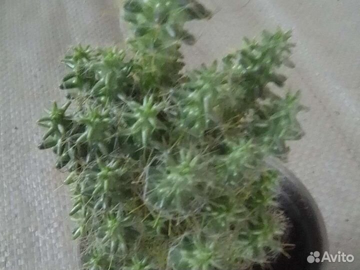 Сикуленты образец