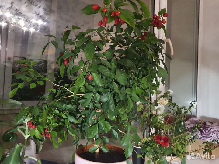 Домашние растения, Мурайя