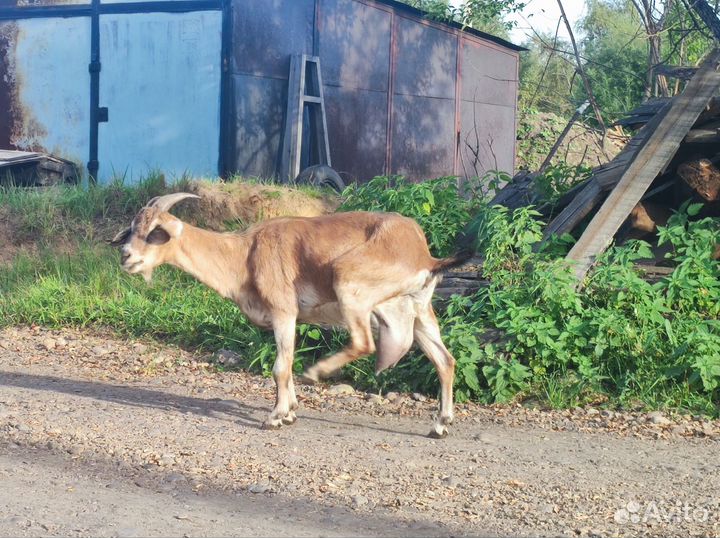 Коза нубо-альпийка