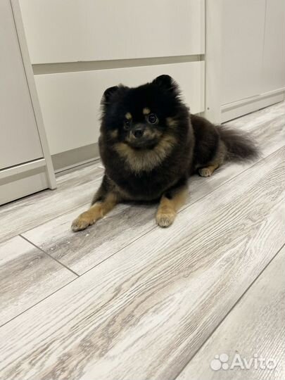 Вязка немецкий шпиц мини