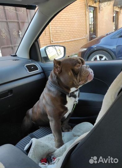 Американский булли вязка