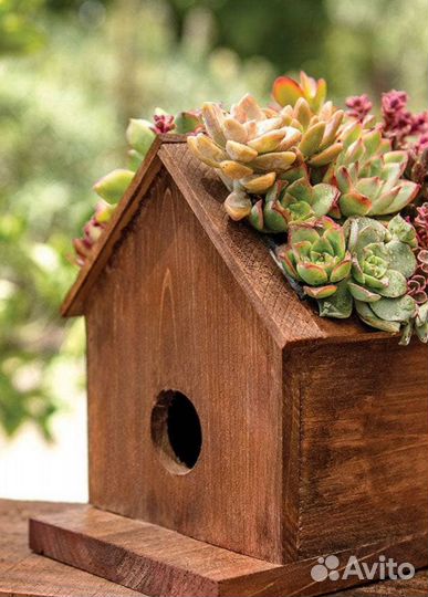 Скворечник для сакулентов
