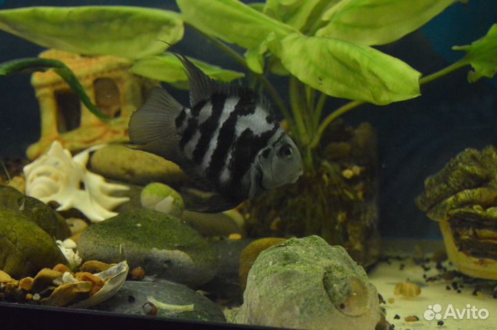 Аквариумные рыбки