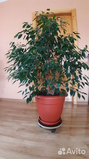 Фикус бенджамина