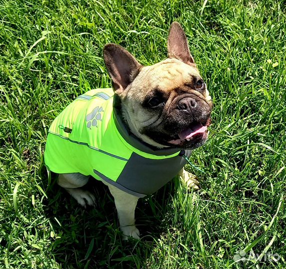Жилетка для собак