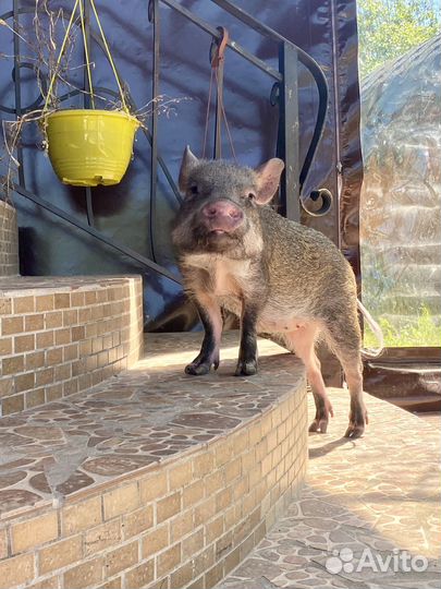 Отдаю минипига в добрые руки