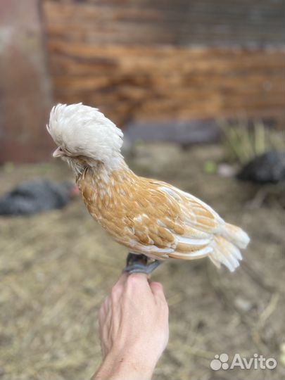 Цыплята падуан