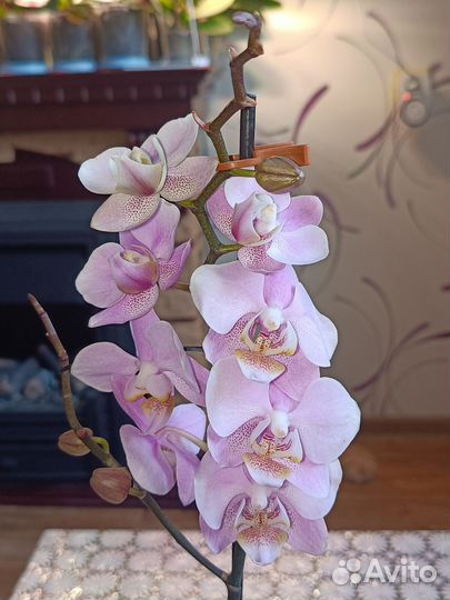 Орхидея фаленопсис мультифлора. Отцветает