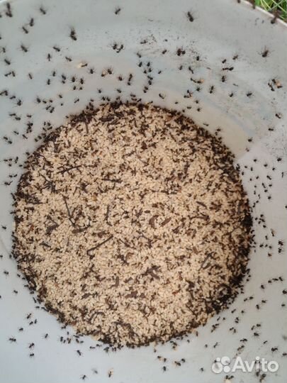 Паденка мороженная моьыль мелкий кормовой