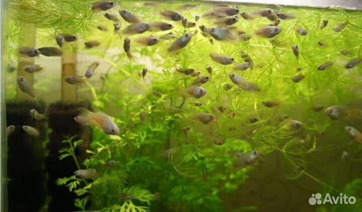 Макропод (Райская рыбка)