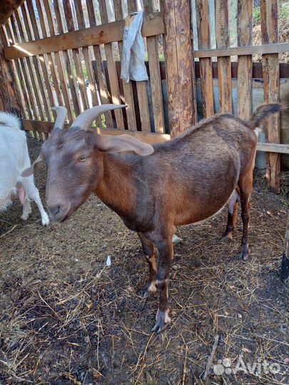 Дойные козы и козел