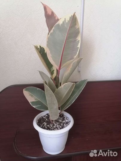 Фикус эластика тинеке