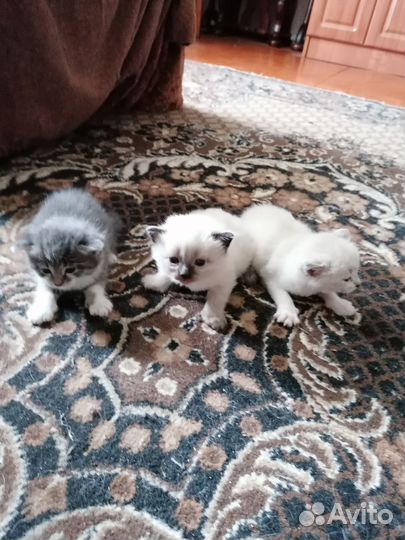 Котята в добрые руки