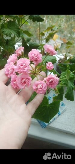 Пеларгония, черенки и взрослые