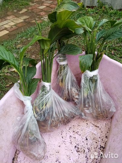 Спатифиллум