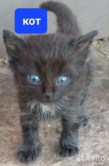 Отдам котят в добрые руки