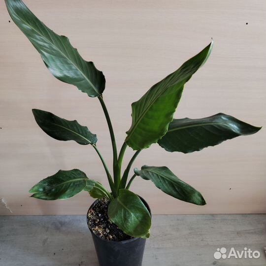 Стрелиция королевская