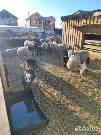 Бараны на праздник