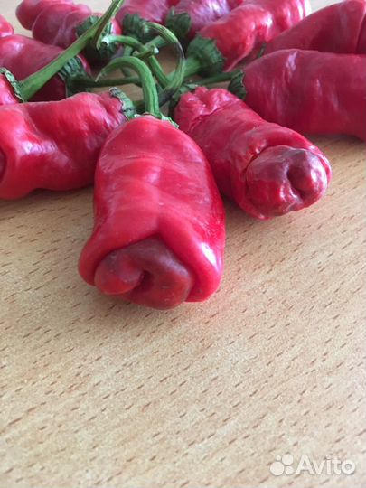 Семена разных перцев чили