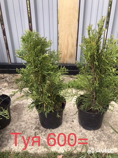 Живая изгородь, бордюр