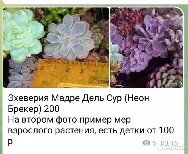 Суккуленты эхеверия разные