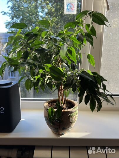 Фикус темно-зеленые листья